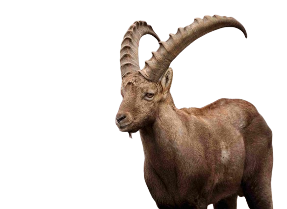 Pyrenean Ibex